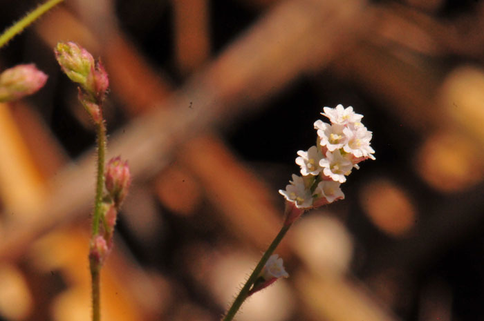 Boerhavia wrightii, Largebract Spiderling